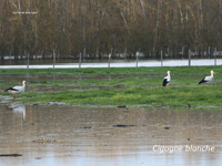 Cigogne blanche_0864.jpg